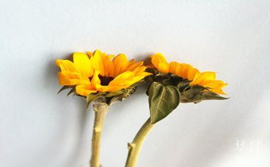 交通违法处罚规定及申请行政复议的方法和步骤